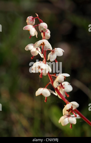 large wintergreen (Pyrola rotundifolia ssp maritima), inflorescence, Netherlands, Texel Stock Photo