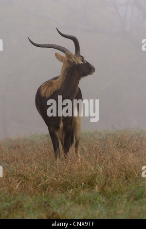 Antelope Hooves Horns Nile Lechwe wasserbock Stock Photo