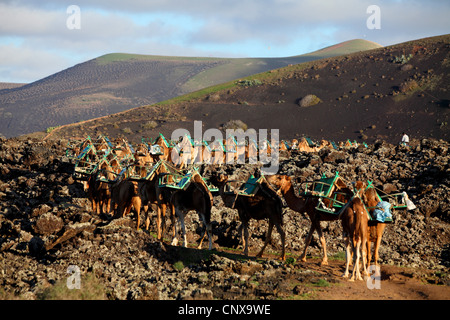 dromedary, one-humped camel (Camelus dromedarius), caravan from National Park back to the stable, Canary Islands, Lanzarote Stock Photo