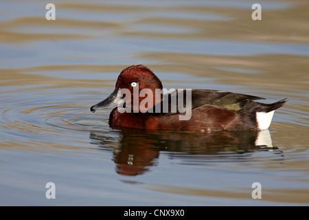 ferruginous duck (Aythya nyroca), male swimming on a calm water, Spain, Tablas De Daimiel National Park Stock Photo