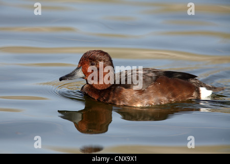 ferruginous duck (Aythya nyroca), female swimming on a calm water, Spain, Tablas De Daimiel National Park Stock Photo