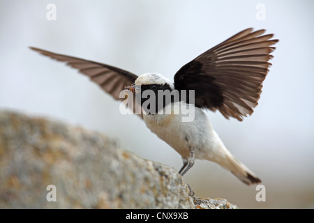 pied wheatear (Oenanthe pleschanka), male landing on a rock with a caught spider in the beak, Bulgaria Stock Photo