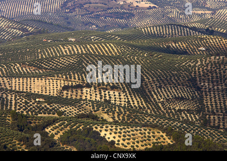 olive tree (Olea europaea ssp. sativa), olive groves in Sierra Cazorla, Spain Stock Photo