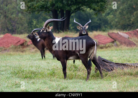 Antelope Hooves Horns Nile Lechwe wasserbock Stock Photo