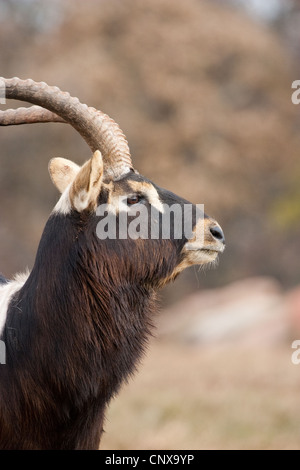 Antelope Hooves Horns Nile Lechwe wasserbock Stock Photo