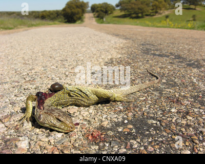 ocellated lizard, ocellated green lizard, eyed lizard, jewelled lizard (Lacerta lepida), dead individual at street border, Spain, Extremadura Stock Photo