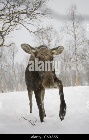 elk, European moose (Alces alces alces), in winter blizzard, Norway Stock Photo