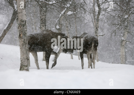 elk, European moose (Alces alces alces), pair in winter, Norway Stock Photo