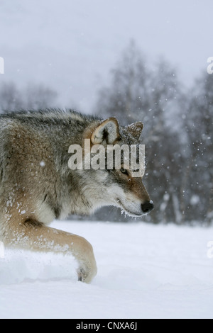 European gray wolf (Canis lupus lupus), sneaking over a snow field at a forest edge, Norway Stock Photo