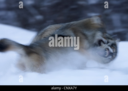 European gray wolf (Canis lupus lupus), two animals fighting on a snow field to establish dominance, Norway Stock Photo