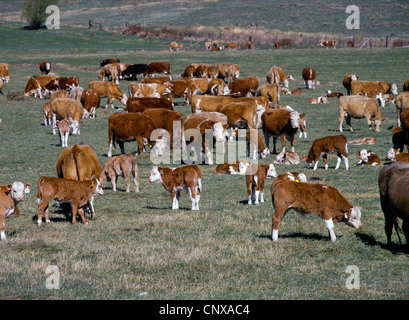 A herd of mixed breed beef cows and calves graze in a green pasture, early spring, Park County, Montana, USA Stock Photo