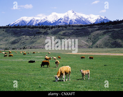 Mixed herd of beef cows and calves in a spring pasture, below Emigrant Peak of the Absaroka Mtns., Paradise Valley, Montana, USA Stock Photo