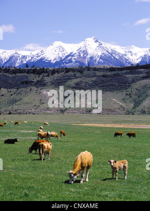 Mixed herd of beef cows and calves in a spring pasture, below Emigrant Peak of the Absaroka Mtns., Paradise Valley, Montana, USA Stock Photo