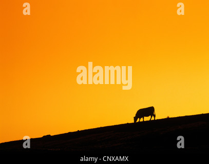 A single silhouetted cow grazes on a hillside against a dramatic golden orange sunset sky, Park County, Montana, USA