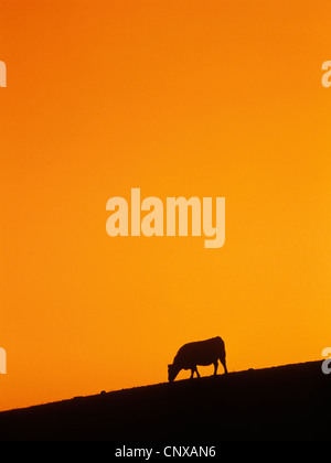 A single silhouetted cow grazes on a hillside against a dramatic golden orange sunset sky, Park County, Montana, USA