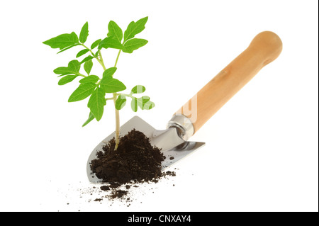 Tomato seedling on garden trowel, isolated on white background Stock Photo