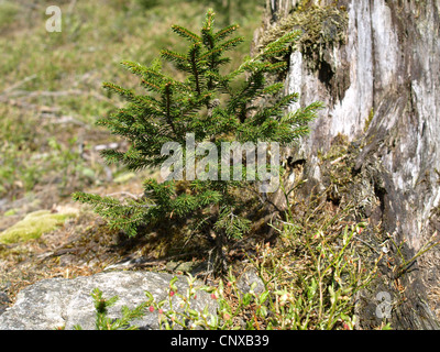 old rotten stump with young spruce / alter verrottender Baumstamm mit junger Fichte Stock Photo