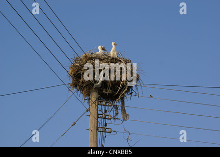 Storks in a nest on electricity pole., Thrace, Greece Stock Photo