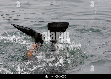 Japanese coast guard search underwater for the bodies of victims of the March2011 tsunami, in Kesennuma harbour, Tohoku, Japan. Stock Photo