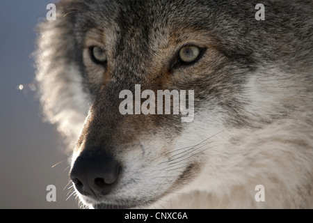 European gray wolf (Canis lupus lupus), portrait Stock Photo