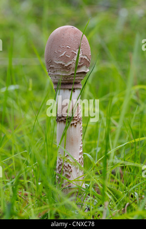 parasol (Macrolepiota procera, Lepiotia procera), young closed fruiting body in gras, Germany Stock Photo