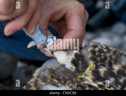 osprey, fish hawk (Pandion haliaetus), fitting identification band to young osprey, United Kingdom, Scotland, Cairngorms National Park Stock Photo