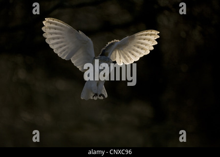 barn owl (Tyto alba), hunting, United Kingdom, Scotland, Cairngorms National Park Stock Photo