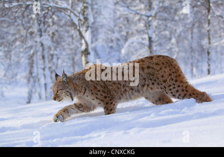 Eurasian lynx (Lynx lynx), in winter birch forest, Norway Stock Photo