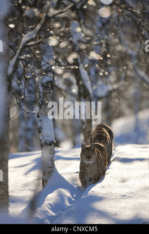 Eurasian lynx (Lynx lynx), Pair of Eurasian Lynx in winter birch forest, Norway Stock Photo