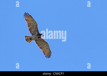 short-toed eagle (Circaetus gallicus), flying, Greece, Lesbos Stock Photo