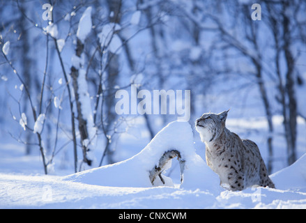 Eurasian lynx (Lynx lynx), in winter birch forest, Norway Stock Photo