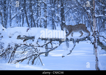 Eurasian lynx (Lynx lynx), in winter birch forest, Norway Stock Photo