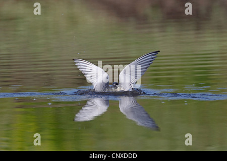 black tern (Chlidonias niger), landed, Greece, Lesbos Stock Photo