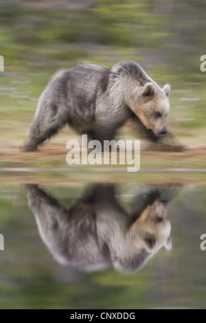 European brown bear (Ursus arctos arctos), reflected in forest pool, in blurred motion, Finland, Martinselkonen Wilds Centre Stock Photo