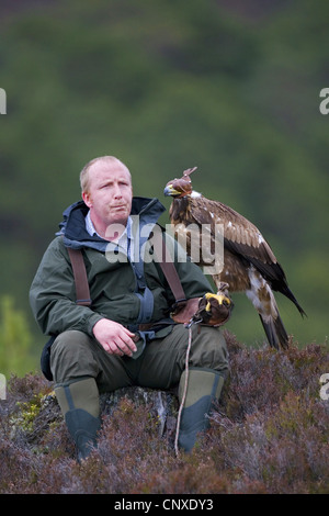 golden eagle (Aquila chrysaetos), Falconer with golden eagle, United Kingdom, Scotland, Cairngorms National Park Stock Photo