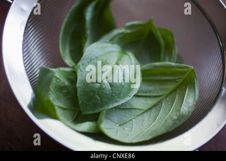 Fresh basil leaves in a colander, close-up Stock Photo