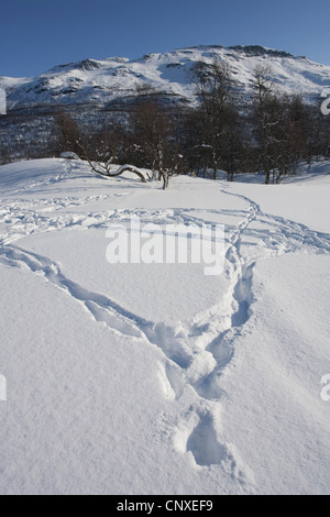 European gray wolf (Canis lupus lupus), tracks in a snow field  in front of a birch forest and a mountain range Stock Photo