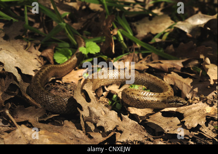 smooth snake (Coronella austriaca), winding between leaves, Italy, Sicilia Stock Photo