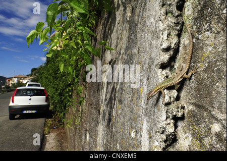 common wall lizard (Lacerta muralis, Podarcis muralis), at concrete wall, Italy, Liguria Stock Photo