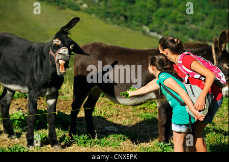 domestic donkey (Equus asinus f. asinus), teenies feeding donkeys, France, Savoie, Les Menuiires village Stock Photo