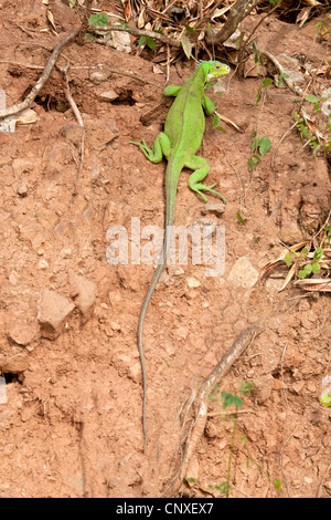 Lesser Antillean Iguana near Champagne Bay in Dominica Stock Photo