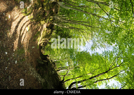 hollow way in forest, Italy, Calabria Stock Photo