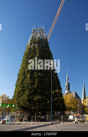 construction of teh christmas tree on hansa square, Hansaplatz of Dortmund, largest christmas tree of Germany, Germany, North Rhine-Westphalia, Ruhr Area, Dortmund Stock Photo
