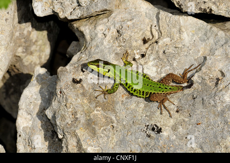 Sicilian wall lizard (Podarcis wagleriana, Podarcis waglerianus), individual with regenerating tail, Italy, Sicilia Stock Photo