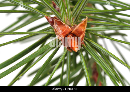 Douglas fir (Pseudotsuga menziesii), branch with buds Stock Photo