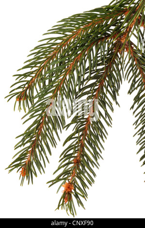 Norway spruce (Picea abies), branch, cut out Stock Photo