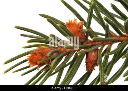 Norway spruce (Picea abies), branch with buds Stock Photo