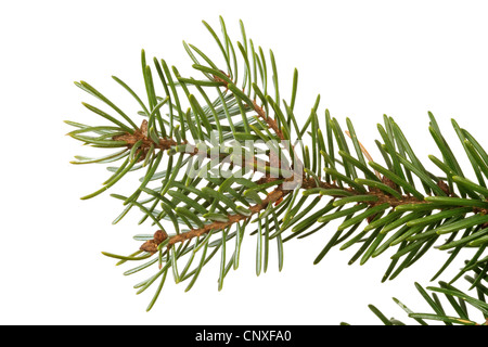 Serbian Spruce (Picea omorika), branch, cutout Stock Photo