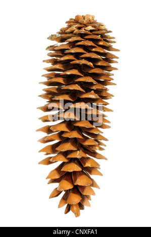 Bhutan Pine, Himalayan Pine (Pinus wallichiana), cone, cutout Stock Photo