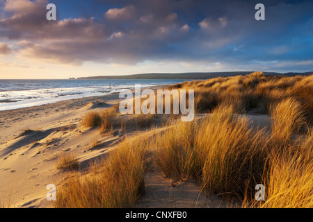 Windswept sand dunes on the beach at Studland Bay, with views towards Old Harry Rocks, Dorset, England. Winter (February) 2011. Stock Photo